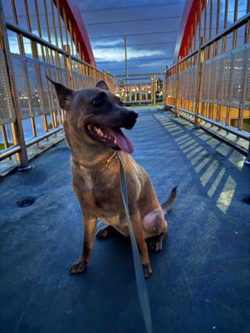 JOYCE安心寵物保姆 - 