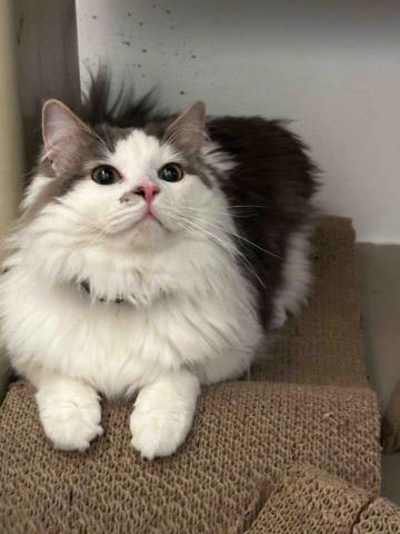 🌸莉莉安🌸 寵物褓母開放預約🫶🏻🐶🐱🐭🐹🐰 - 