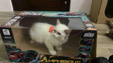 張同學 - 我家的貓