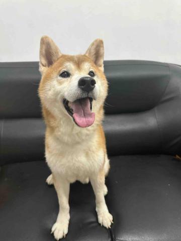 🌸莉莉安🌸 寵物褓母開放預約🫶🏻🐶🐱🐭🐹🐰 - 