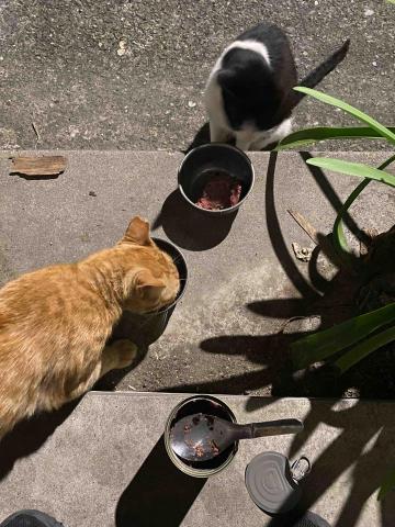 陳美佑 - 浪貓餵養