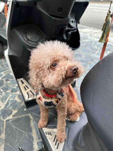 🌸莉莉安🌸 寵物褓母開放預約🫶🏻🐶🐱🐭🐹🐰 - 