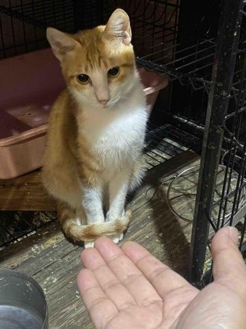 陳美佑 - 中途貓照護