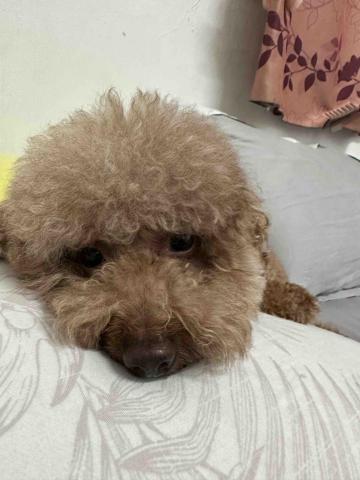 🌸莉莉安🌸 寵物褓母開放預約🫶🏻🐶🐱🐭🐹🐰 - 