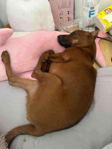 🌸莉莉安🌸 寵物褓母開放預約🫶🏻🐶🐱🐭🐹🐰 - 