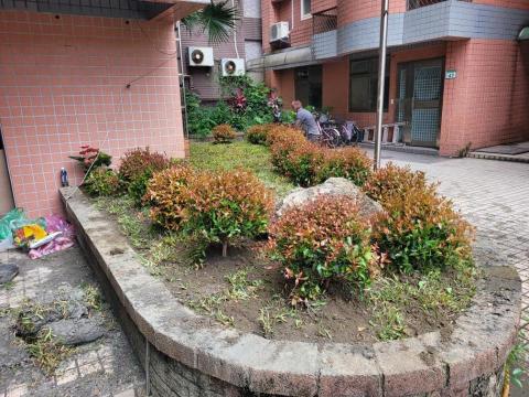 于森園藝企業社 （林先生） - 波波球 地毯草 施工後