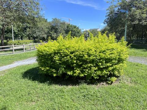 瑋羽園藝工坊 - 金露花（前）