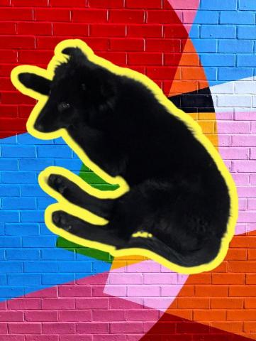 提供拍照機服務的專家快樂追求