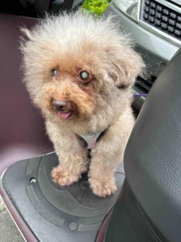 Hibou -  家中老寶