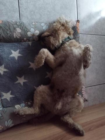 我是多多媽 - 在冷氣房都可以睡的很爽