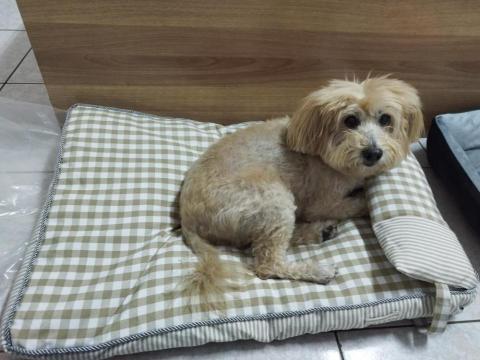 我是多多媽 - 我的兒子有很多張床床