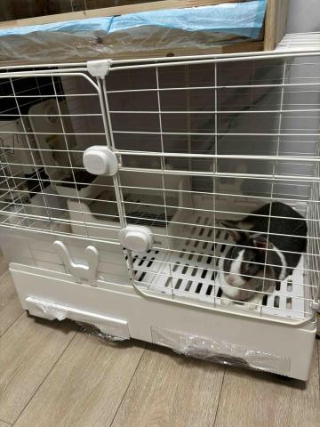 Hibou - 家中兔寶