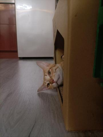 灰橘佑木紋地板 - 