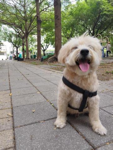 我是多多媽 - 最喜歡出外散步了