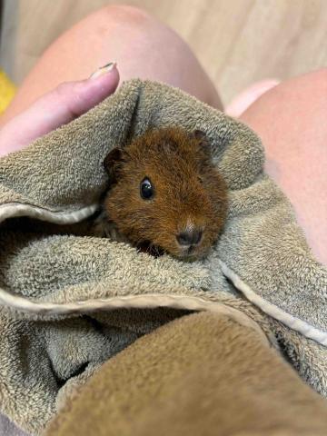 Hibou - 剛洗完澡的天竺鼠