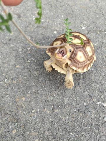 楊淑閔 - 可愛的南瓜寶貝看到綠色就張嘴?