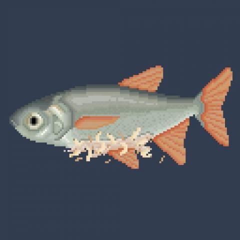 吳晏榕 - rotten fish