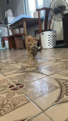 楊淑閔 - 金虎很喜歡這隻會叫的麻雀