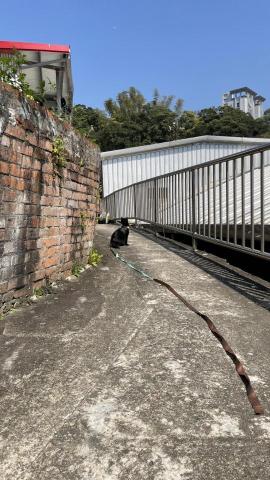 楊淑閔 - 每天都要出門看蝴蝶的米漿