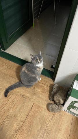 楊淑閔 - 透過朋友介紹第一次當寵物保母，接待的第一位小客人❤️