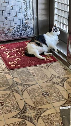 楊淑閔 - 只敢在門口看鳥的咪董