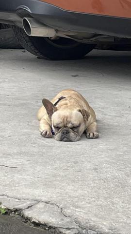 楊淑閔 - 喜歡曬太陽的嘟嘟