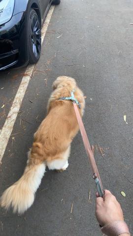 黃宥漢 - 帶狗狗出去散步