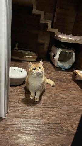 楊淑閔 - 在貓咪旅館接待的最後一位小客人❤️