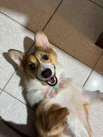 提供插座移位服務的專家阿辰