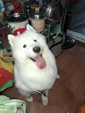 郭晉 - 客戶寄養薩摩耶犬