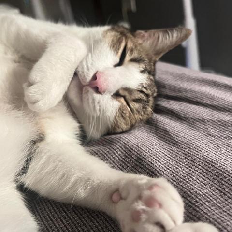 提供遛狗服務的專家Carol