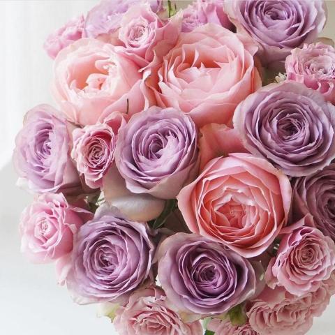 提供兼職服務的專家陳怡婷