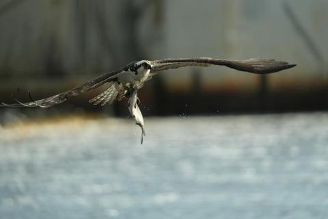 宋昇樺 - 美國老鷹抓魚瞬間