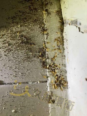 久濰環衛有限公司 - 白蟻