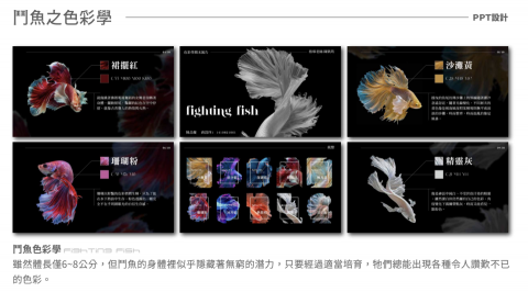 陳品璇 - 簡報設計
介紹鬥魚色彩與顏色性質，透過專業排版將水產業提升至不同高度。