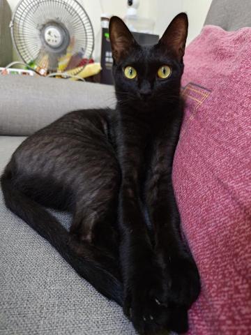 薇兒 - 傳說中的沒牙