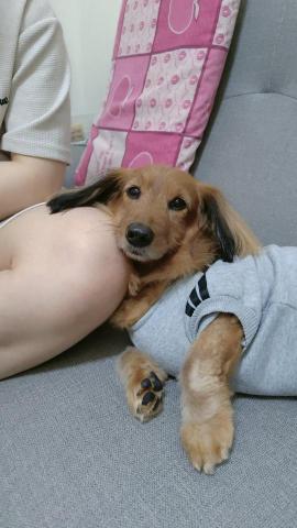 薇兒 - 小短腿波比~~~~~