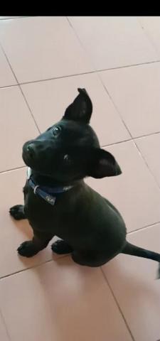 薇兒 - 他叫happy，乖巧又可愛