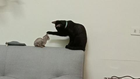 薇兒 - 哥哥叫嘻嘻，正在秀秀小樂樂的畫面