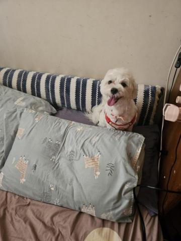 藝奇寵物住宿/安親 - 