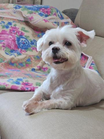 藝奇寵物住宿/安親 - 