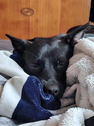 藝奇寵物住宿/安親 - 