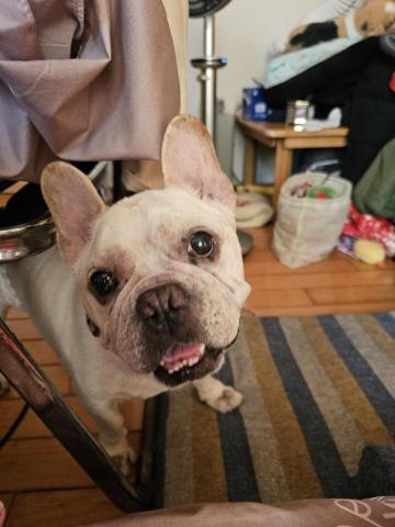 藝奇寵物住宿/安親 - 