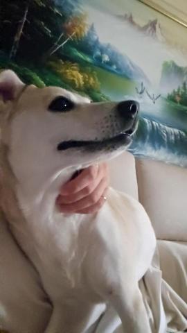 藝奇寵物住宿/安親 - 