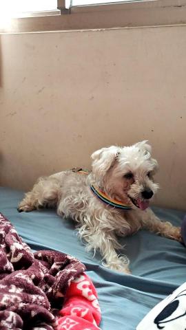 藝奇寵物住宿/安親 - 18歲狗勾