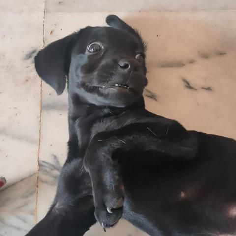 提供幫忙遛狗打工服務的專家施芷彤