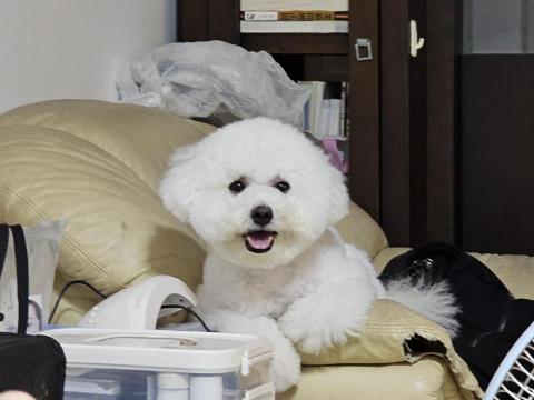 藝奇寵物住宿/安親 - 