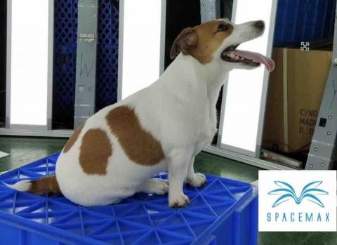 宏楊科技 - 寵物3D拍照 宏楊科技 - 寵物3D拍照