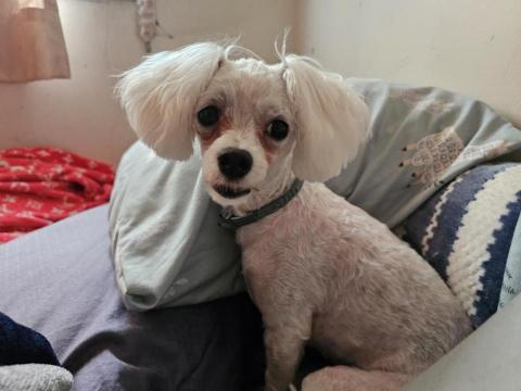 藝奇寵物住宿/安親 - 