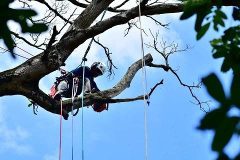 黃先生 - 攀樹枯木伐除
